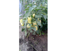 ������ ������.jpg