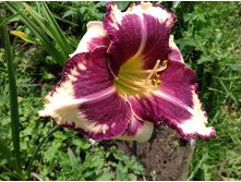 ������ ���� �����