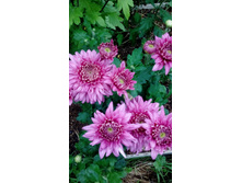 IMG 20200910 160015.jpg