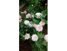 IMG 20200918 145324.jpg