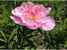 ��������� �������