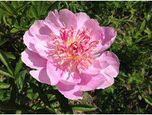 ��������� �������