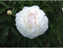 ����� �����