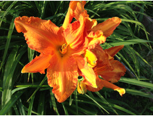 ������� �����