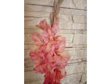 ����� �������