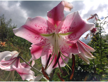 ����� ���������