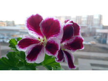 ���������� ����������� Elegance Imperial