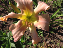 ���� �������