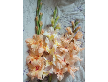 ��������� ����, ��� �����, ��������