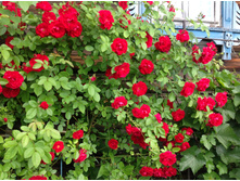 ��������� ����������