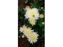 IMG 20200918 144917.jpg