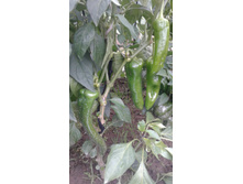 ������� ������.jpg