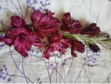 IMG 20200805 143400.jpg