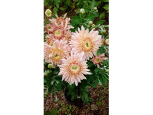 IMG 20200918 144718.jpg