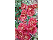 IMG 20200918 145123.jpg