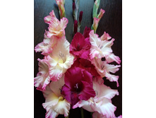 �������� � ������ ��������