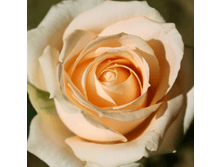 ��� ������� (259)