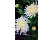 IMG 20200913 165601.jpg