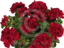 1 ���������� ������������ Great Balls of Fire Red Velvet