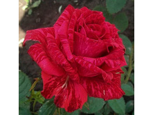 ��� �������� (284)