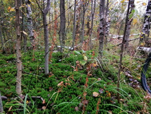 IMG 20200919 124701.jpg