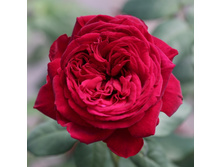 ������ (215)