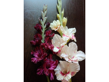 ������ ������ � ������ ��������� �����