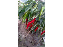 ����� ���������� (2).jpg