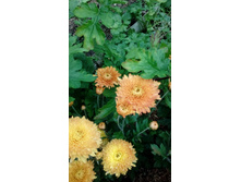 IMG 20200918 145021.jpg