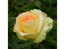 ������� (219)