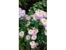 IMG 20200918 145159.jpg