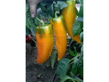 �������� (3).jpg