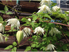 ������ ����� ����