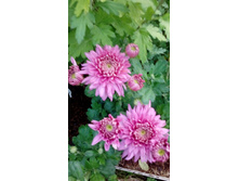 IMG 20200907 180129.jpg