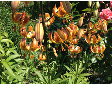 ����� ������ �������