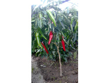 ����� ����������.jpg