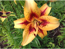 ����� ����������