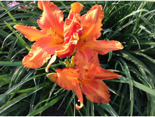 ������� �����