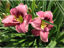 ��� ���� ���