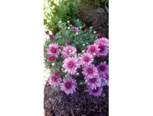 IMG 20200906 114224.jpg