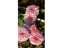 IMG 20200925 155711.jpg