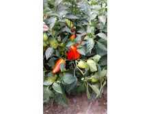 ������ ����� (1).jpg