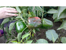 ������� �� �������� 2.jpg