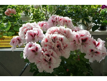 ���������� ����������� Mona Lisa