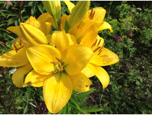 ����� �����