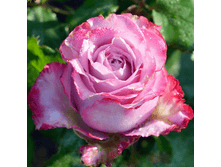 �������� ���� (279)