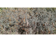 IMG 20200906 103632.jpg