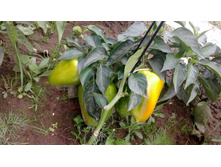 ���� (1).jpg