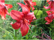 ���� ����