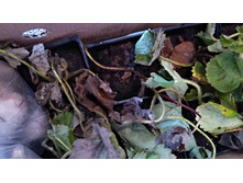 IMG 20200914 103238 HHT.jpg